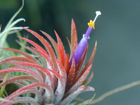 Tillandsia